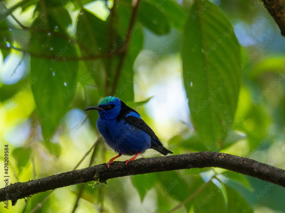 Red-legged honeycreeper