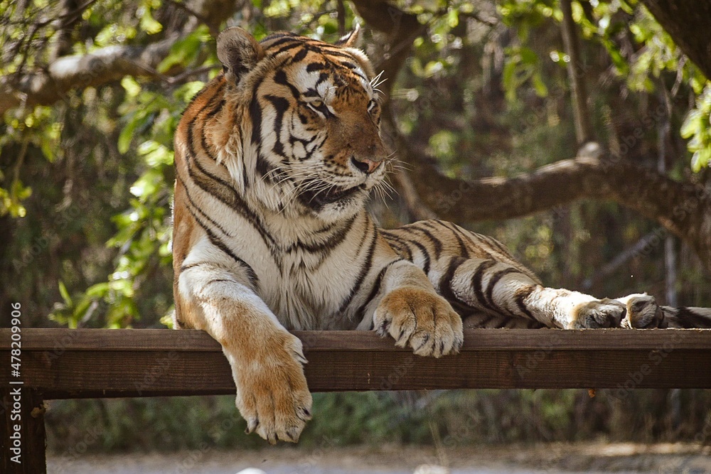 Obraz premium El tigre del Zoofari