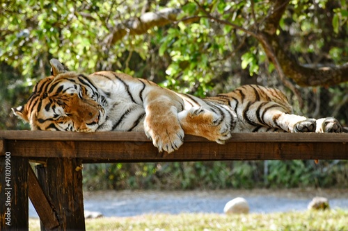 El tigre del Zoofari photo