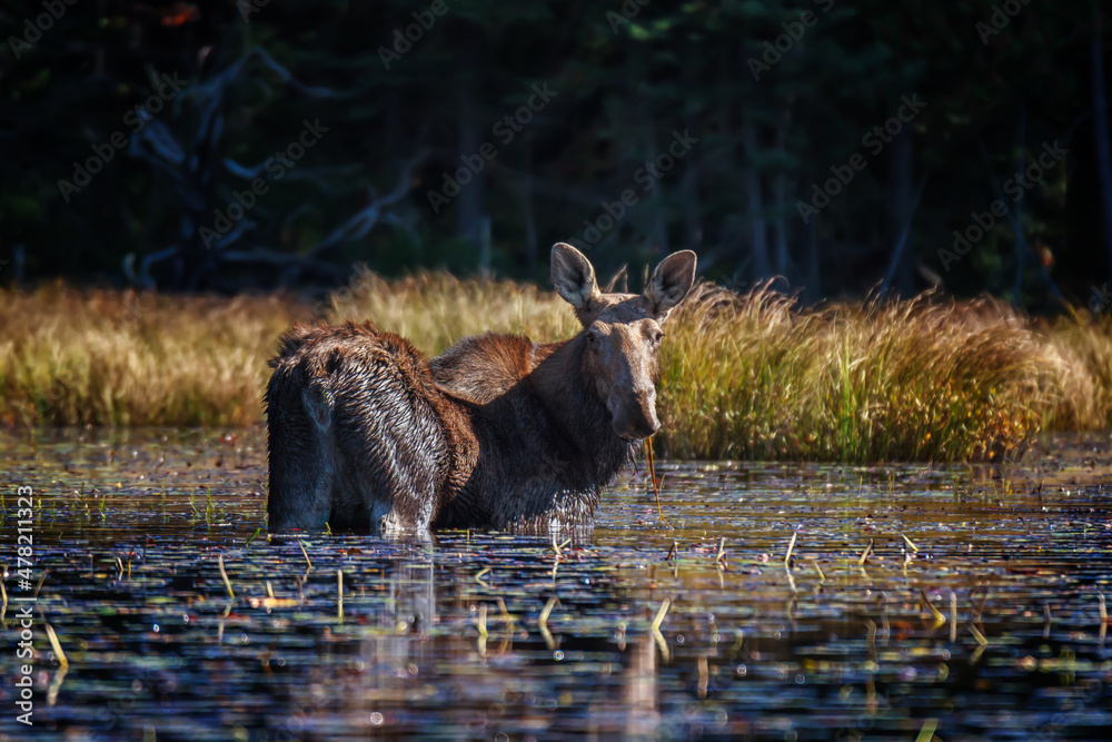 A cow moose standing in the water feeding an aquatic vegetation A cow moose standing in the water feeding an aquatic vegetation