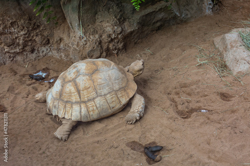A aldabra giant tortoise Aldabrachelys gigantea