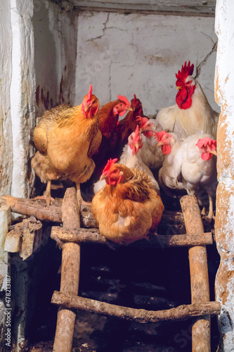 Rooster and hens roosting in an agricultural chicken coop photo
