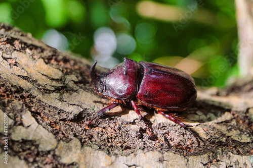 Rhinoceros beetle crawling on a tree branch © nskyr2