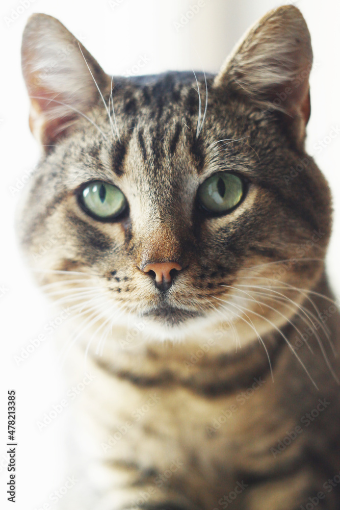 Tabby cat / Common cat