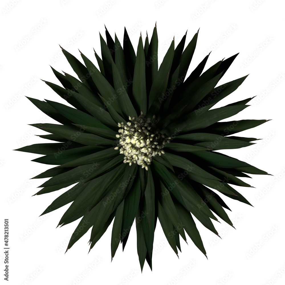Fototapeta premium VEGETATION TOP VIEW - TREES PLANTS AND BUSHES IN PLAN