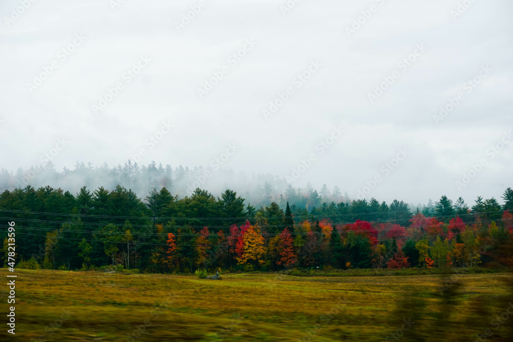 Forest in fall 