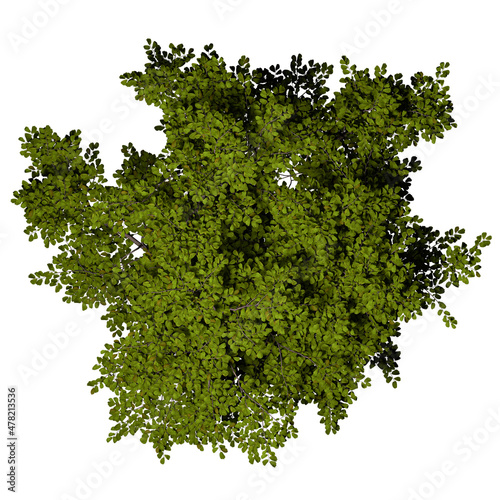 VEGETATION TOP VIEW - TREES PLANTS AND BUSHES IN PLAN