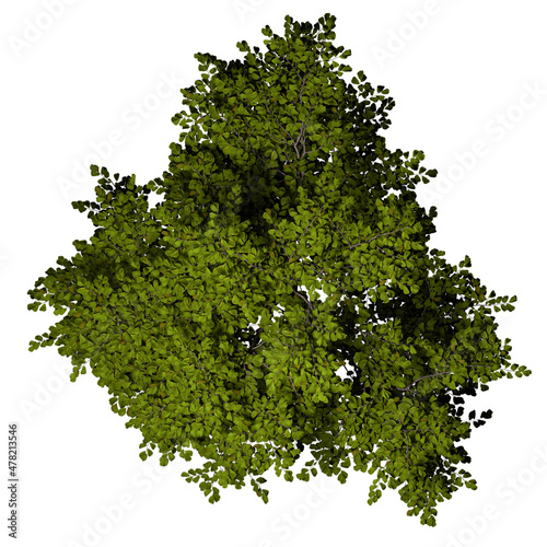 VEGETATION TOP VIEW - TREES PLANTS AND BUSHES IN PLAN photo