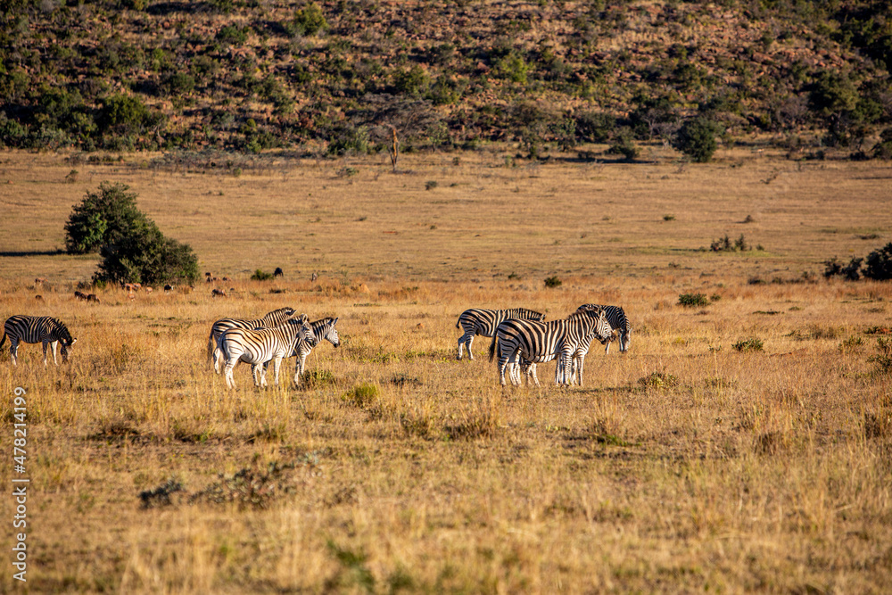 A Herd of zebra standing on top of a grass covered field in South Africa A Herd of zebra standing on top of a grass covered field in South Africa