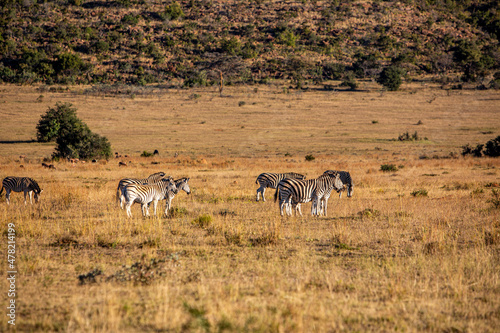 A Herd of zebra standing on top of a grass covered field in South Africa