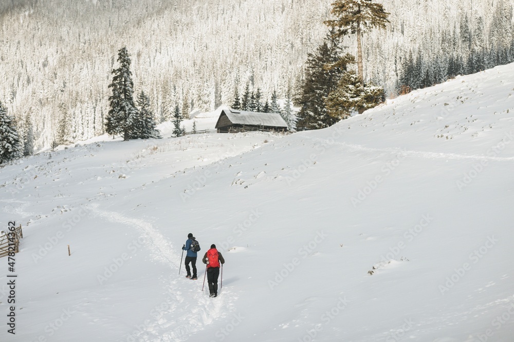 Man hiker with backpack trekking in mountains. Winter sport activity snow mountain hills. Winter hiking cold weather with backpack on snow trail forest in Carpathian evergreen coniferous trees