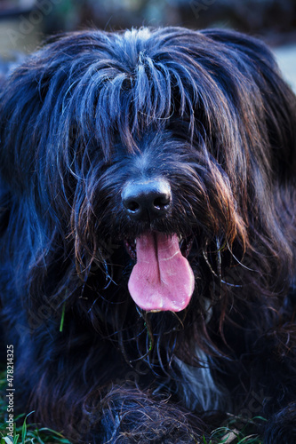 Long-haired dog with his tongue out black.