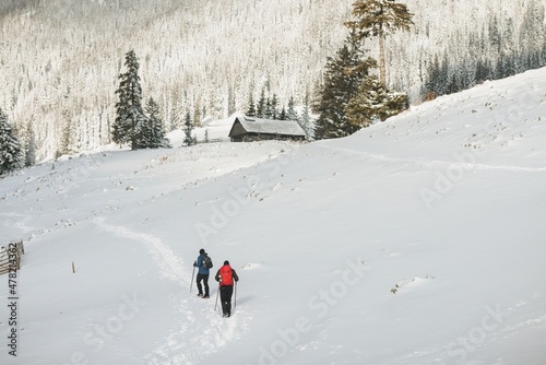 Man hiker with backpack trekking in mountains. Winter sport activity snow mountain hills. Winter hiking cold weather with backpack on snow trail forest in Carpathian evergreen coniferous trees