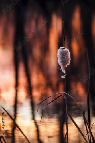Reed seeds by the lake with sunrise.