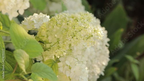 White Hydrangea arborescens Annabelle in summer. Flowers of smooth hydrangea (Hydrangea arborescens)
