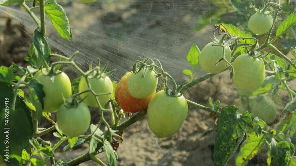A gardener spraying organic pesticides on tomato plants growing outdoors. A gardener spraying organic pesticides on tomato plants growing outdoors.