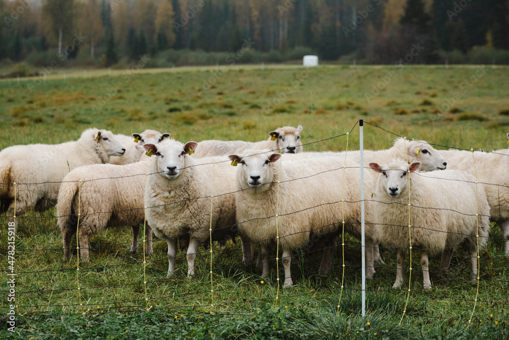 Fototapeta premium Sheep in a pen in autumn 