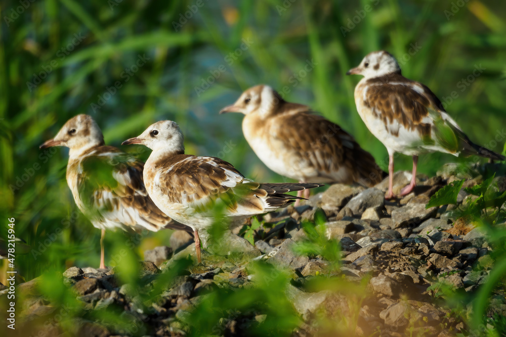 Fototapeta premium Young seagulls on the shore of the lake.