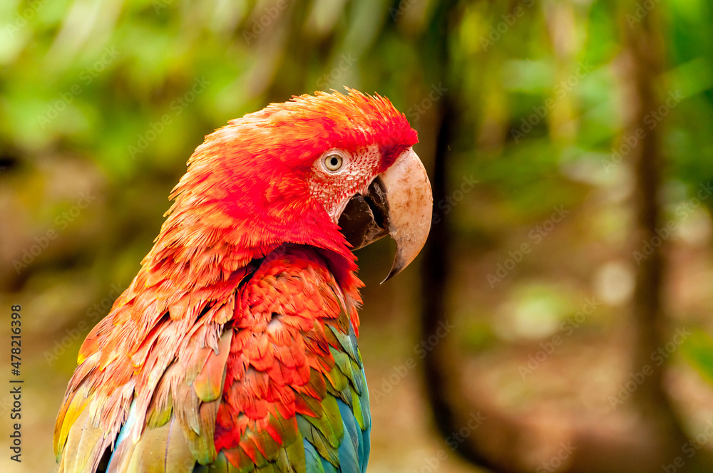 red-and-green macaw (Ara chloropterus), beautiful macaw in Brazil