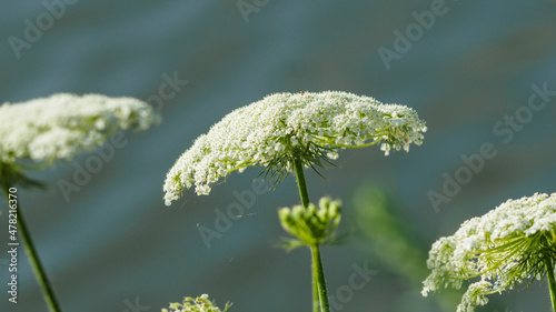 White fennel flowers on the plant outdoors.