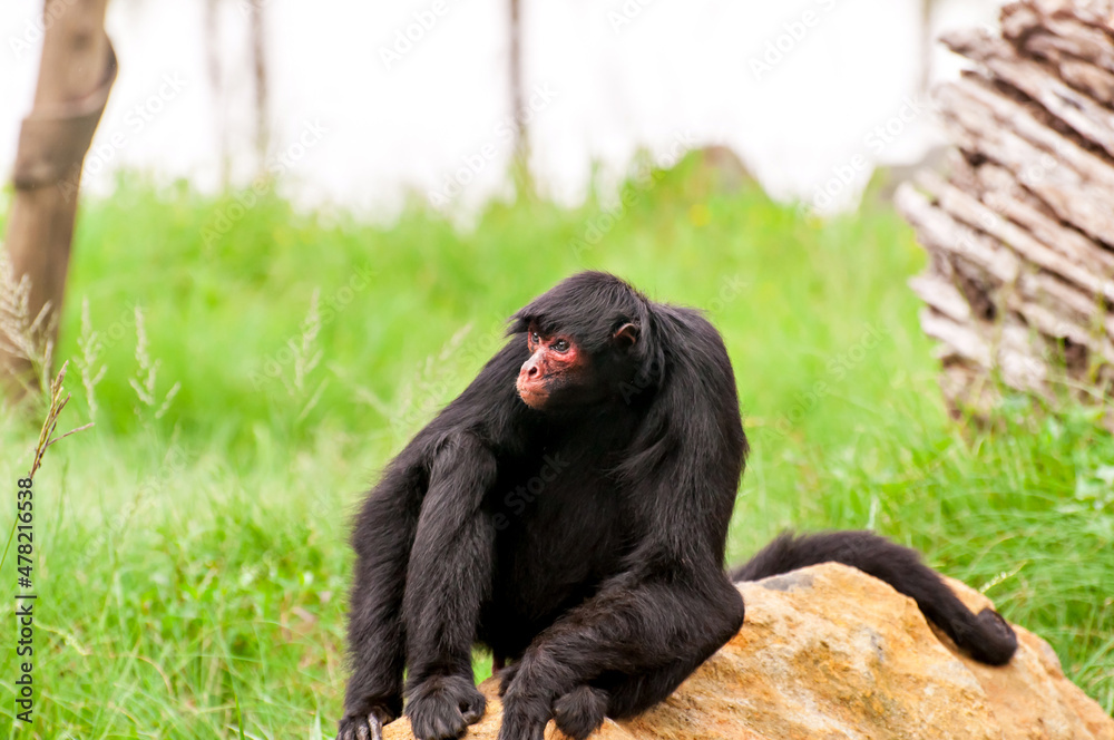 The red-faced spider monkey (Ateles paniscus) in Brazil. The red-faced spider monkey (Ateles paniscus) in Brazil.