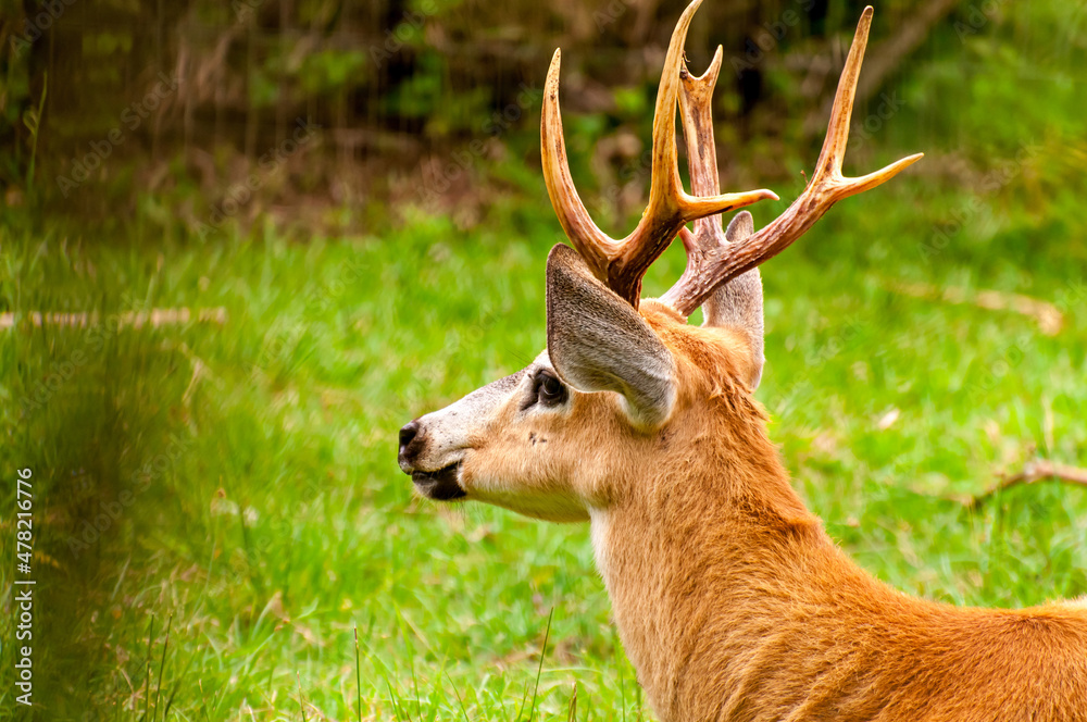 Obraz premium Beautiful grazing deer, brazilian deer