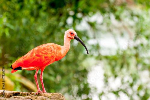 Beautiful bird scarlet ibis (Eudocimus ruber) in brazil.