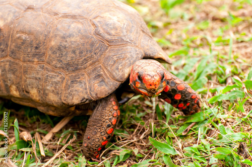 Beautiful red tortoise turtle, jabuti-piranga (Chelonoidis carbonaria) in Brazil.