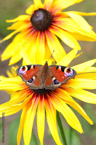 Bright, beautiful butterfly Peacock Eye, sits on a yellow flower Rudbeckia hirta. Aglais io. Monarch butterfly pollinating flowers Rudbeckia in the summer day,soft background. Peacock Butterfly 