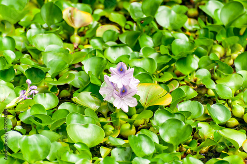 Eichhornia, commonly called water hyacinths, green textured background with purple flower. photo