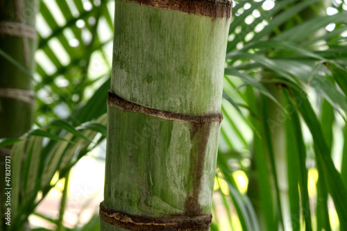 Close-up view of the bamboo stem.
