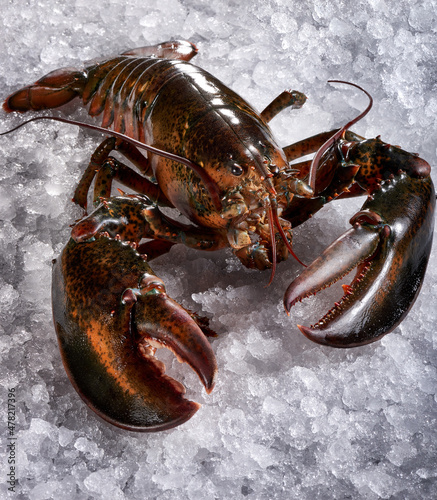 Big live lobster on ice