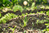 Fennel Bulb growing in the soil. Young plant of Foeniculum vulgare azoricum. Florence or bulbing fennel. Gardening background. Sostenible Horticulture