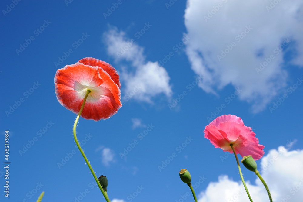 Obraz premium Red poppies against blue summer sky with clouds