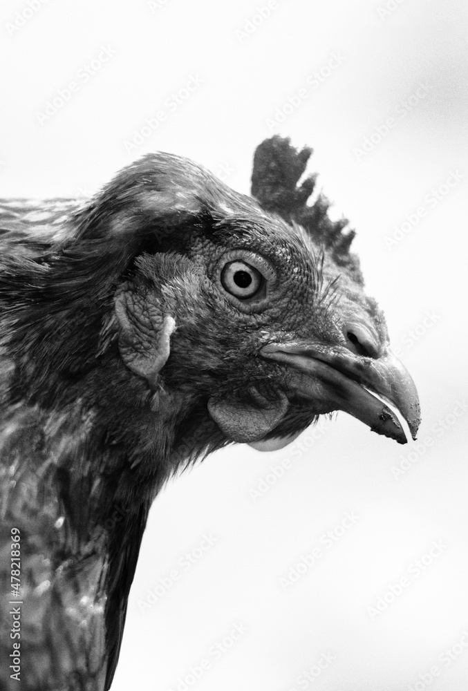 Brown chicken close portrait in the summer. Free range small farm, happy animals. Black and white.