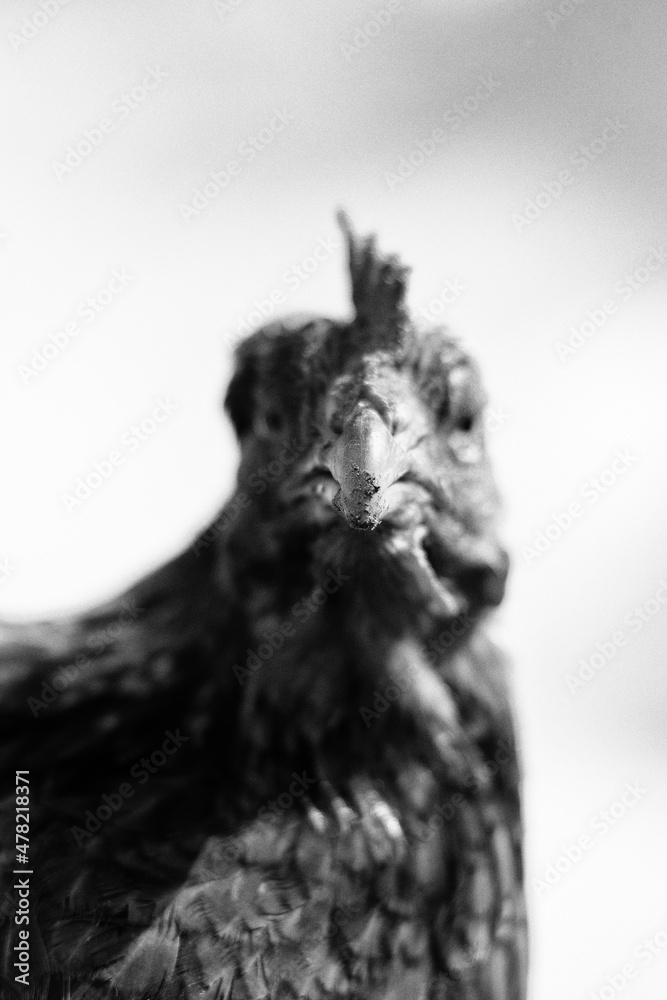 Brown chicken close portrait in the summer. Free range small farm, happy animals. Black and white.