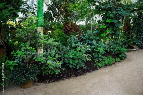 Fototapeta Naklejka Na Ścianę i Meble -  Plants growing in a greenhouse by the sidewalk.