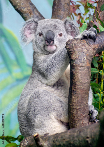 Koala Bear - Portrait Full Body