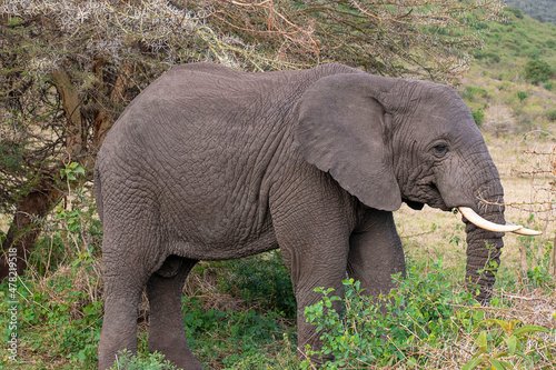 Large African elephant during safari in Ngorongoro in Tanzania