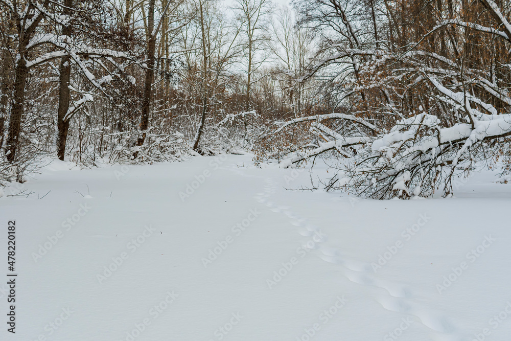 The frozen bed of a small river surrounded by snow-covered banks and forest. Winter landscape. The frozen bed of a small river surrounded by snow-covered banks and forest. Winter landscape.