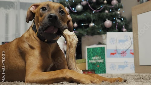 Funny young boxer dog plays with natural Deer Antlers, chews against the background of the Christmas tree, a delicacy gift for dogs