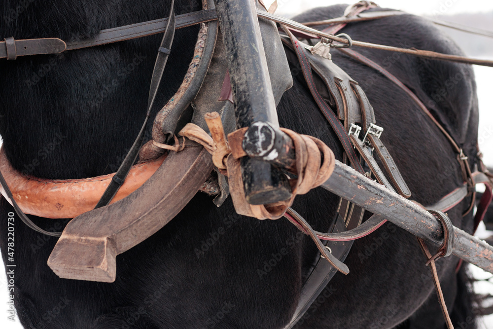 Details of a horse driving harness on a black friesian horse ready to go in winter. Close up of a chest.