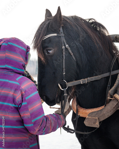 Black friesian horse in a driving harness standing next to the woman in jacket in cold winter ready to go. Animal and human portrait. No face.