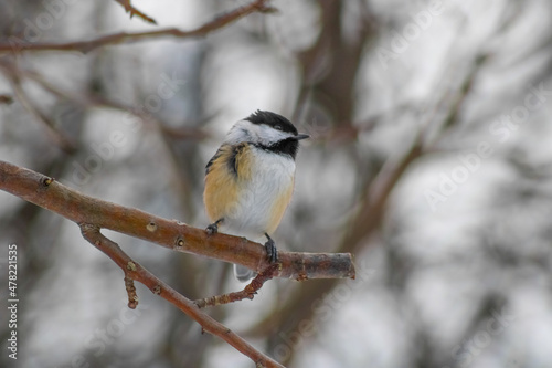 Bird at High Park Toronto