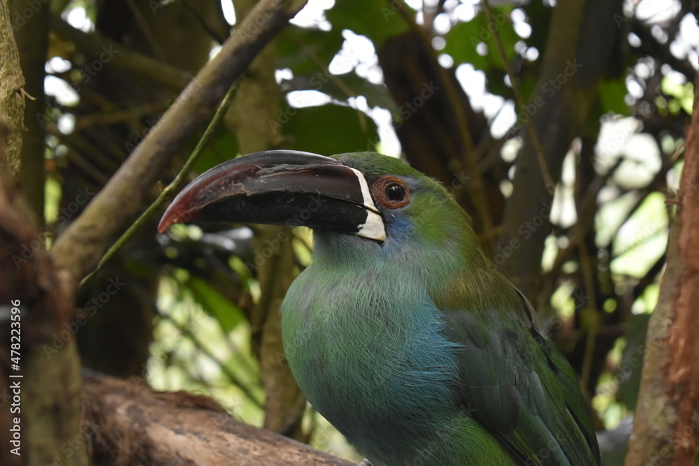 Obraz premium Aulacorhynchus prasinus, tucaneta esmeralda parada sobre un arbol descansando en el dia 