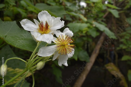 Sparmania africana, tilo africano en habitad natural 