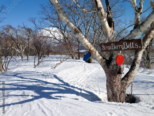 白樺と雪山