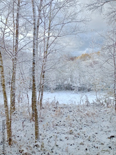 Wallpaper Mural 雪と白樺と荒野 Torontodigital.ca