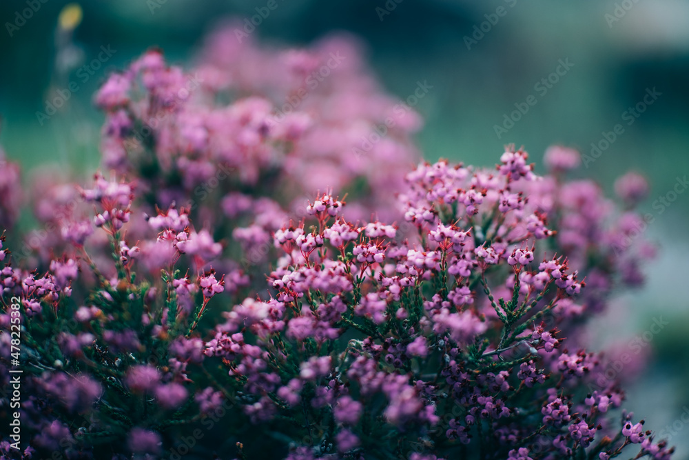 Obraz premium flowers in the garden