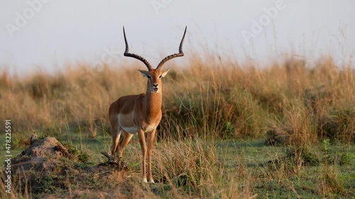 Impala antelope in golden light shaking body and ears in slow motion photo